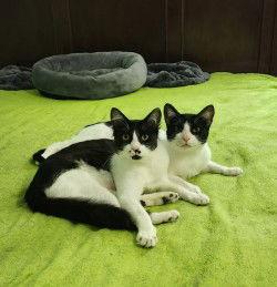 Roo Bonded thumbnail 4