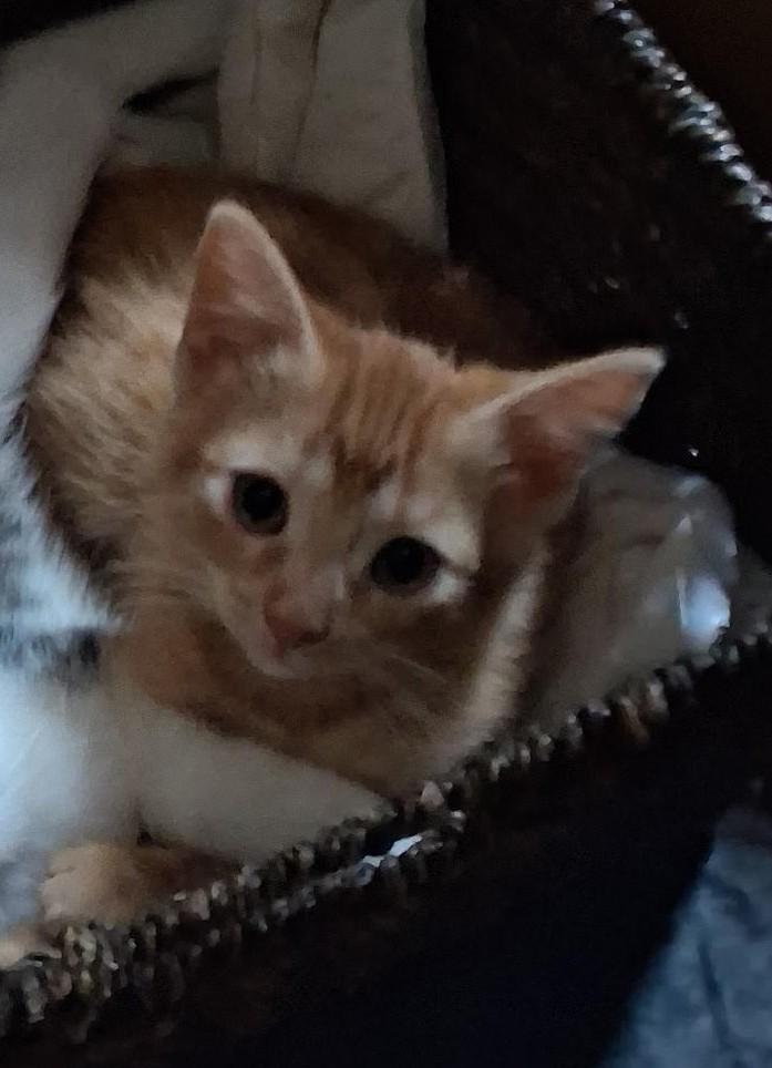 Sigrid, Adoptable, Kitten Female Domestic Short Hair.