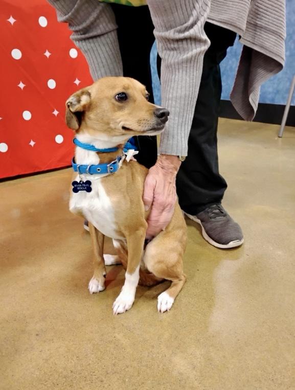 Enlarge Skipper, an adopted mixed breed in Tulsa, OK image 1/2