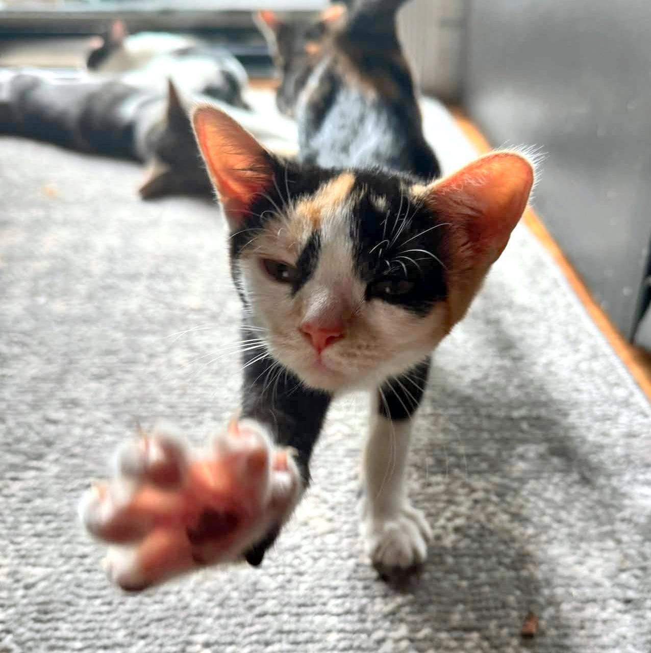 Rosie, an adopted Domestic Short Hair in Pittsburgh, PA image 3/6