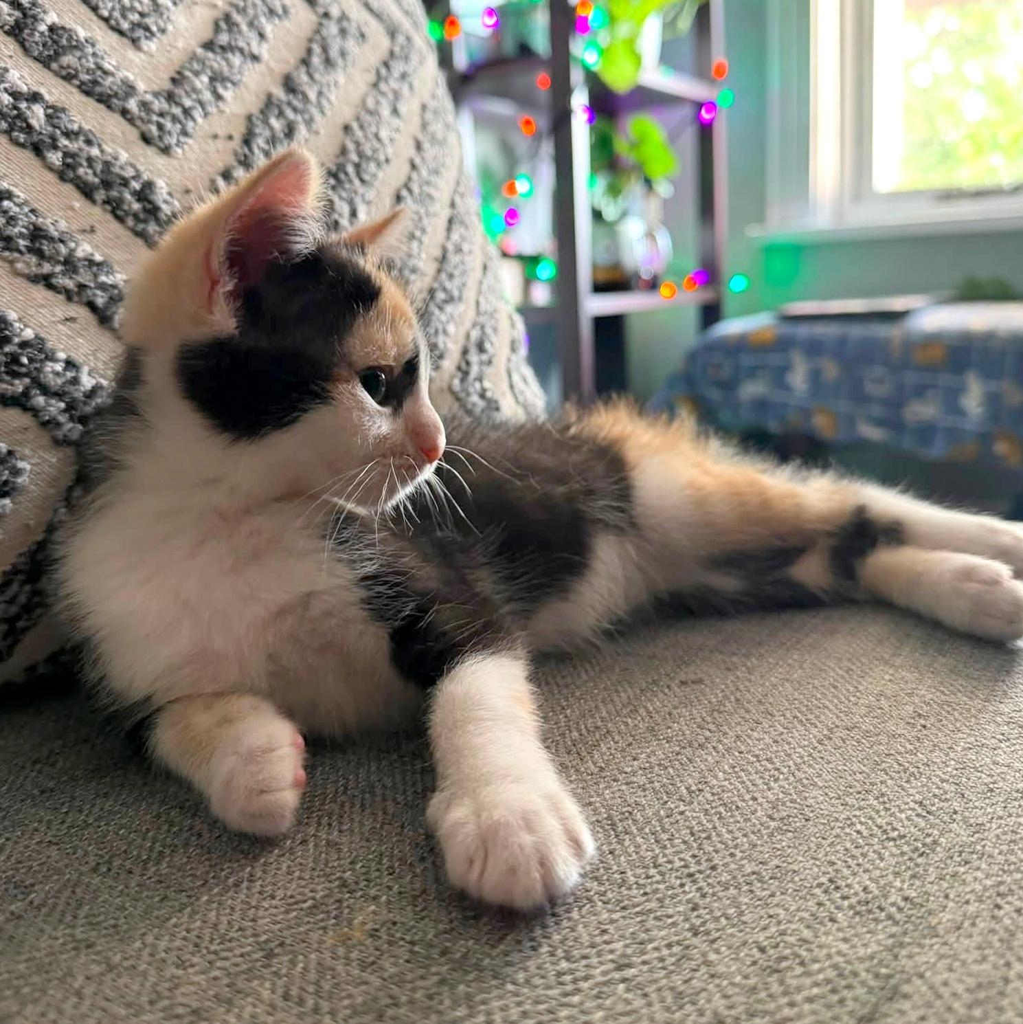 Rosie, an adopted Domestic Short Hair in Pittsburgh, PA image 5/6