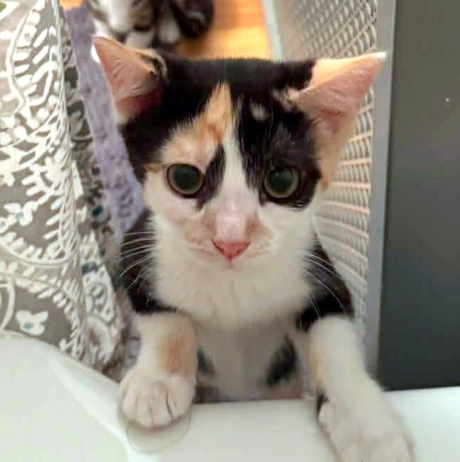 Rosie, an adopted Domestic Short Hair in Pittsburgh, PA image 2/6