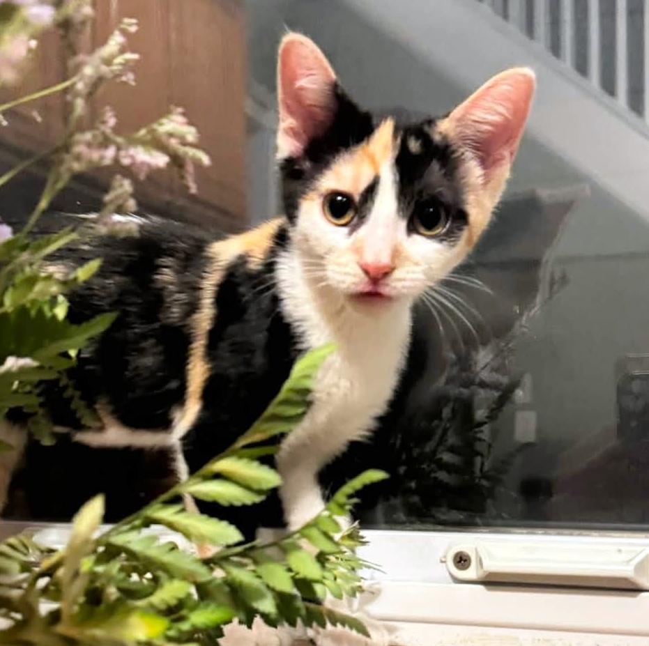 Rosie, adopted, Kitten Female Domestic Short Hair.