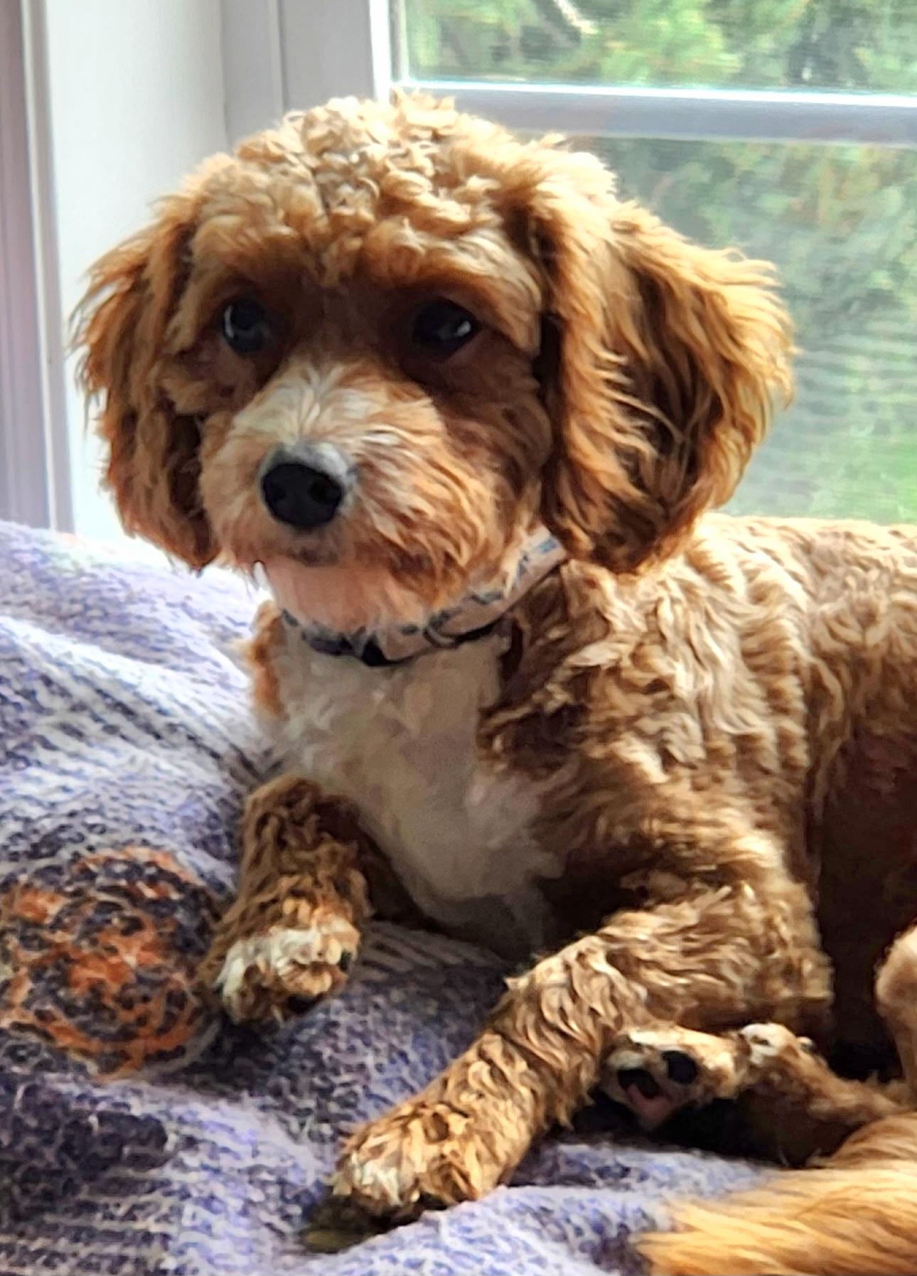 Bombastica, Adoptable, Young Female Cockapoo & Cavapoo.