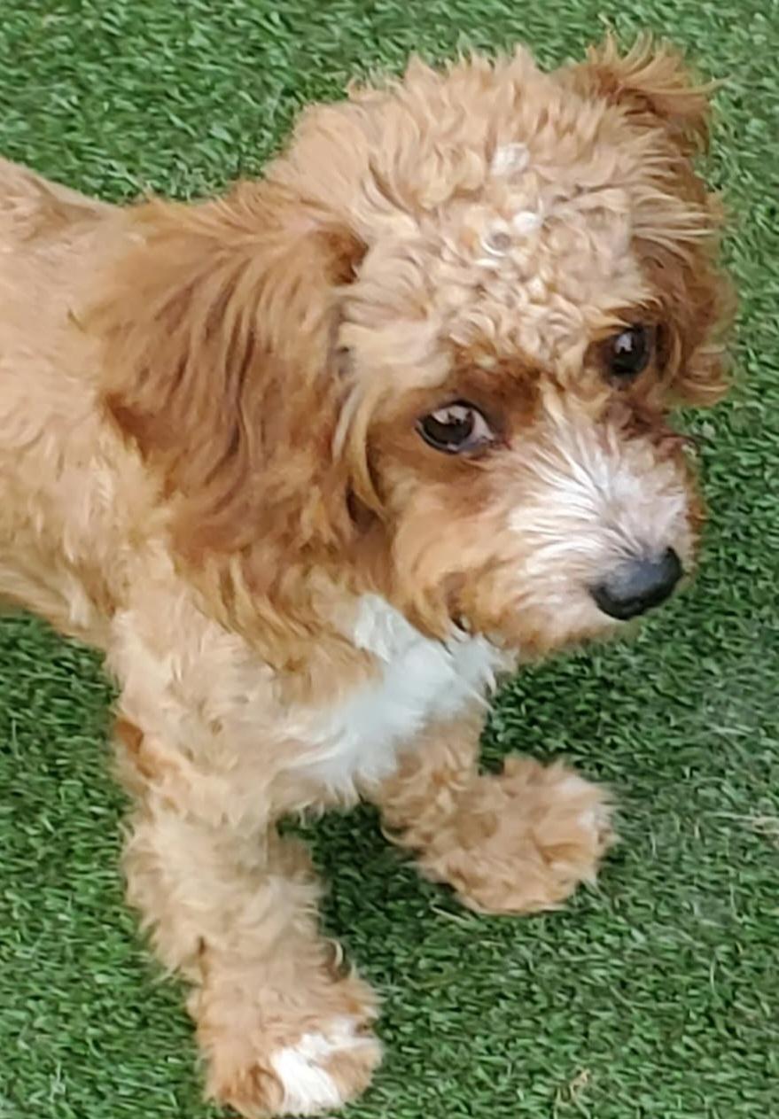 Enlarge Bombastica, a Adoptable mixed breed in Cedar Rapids, IA image 6/6