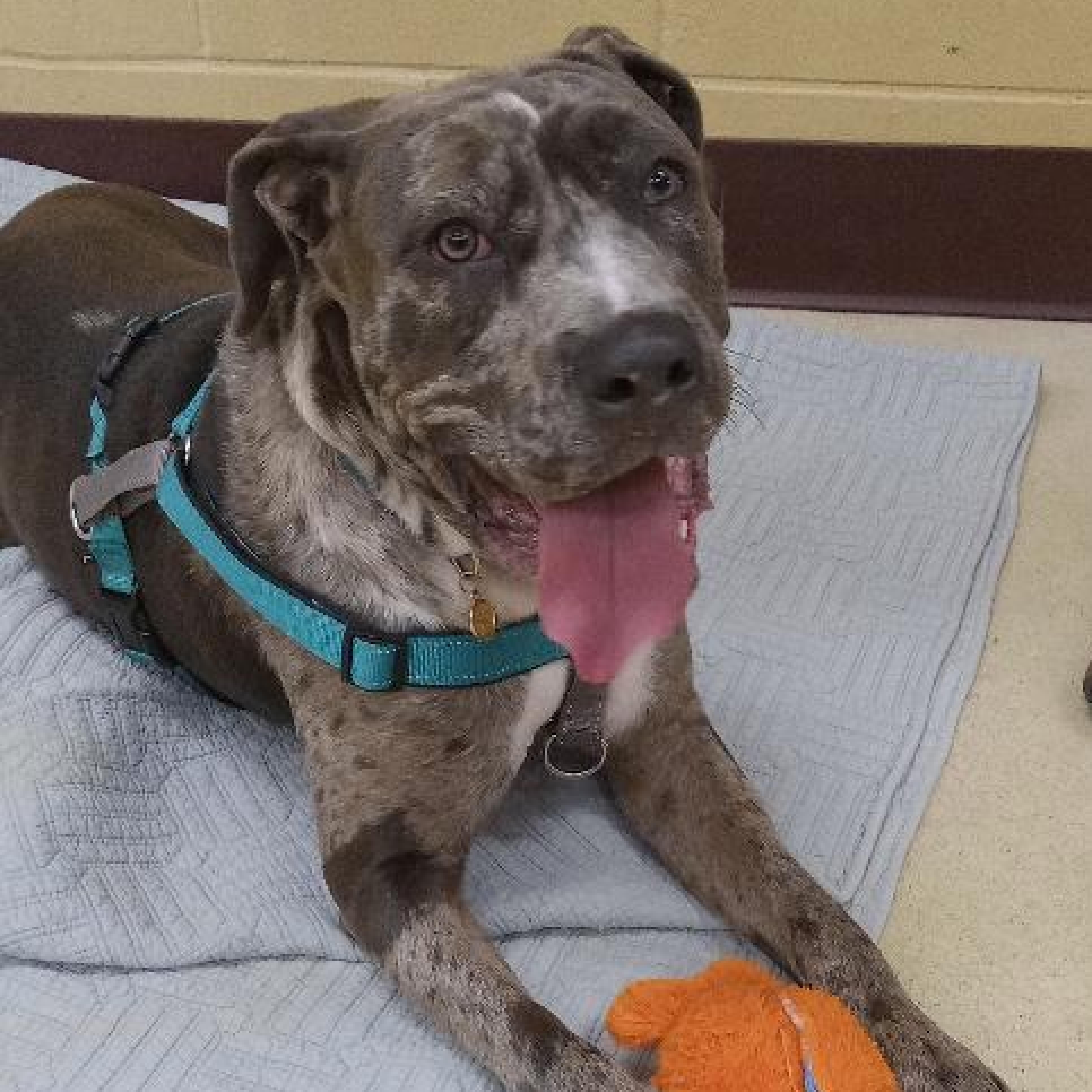 Enlarge Mabel, a ADOPTABLE Mixed Breed in West Swanzey, NH image 1/1