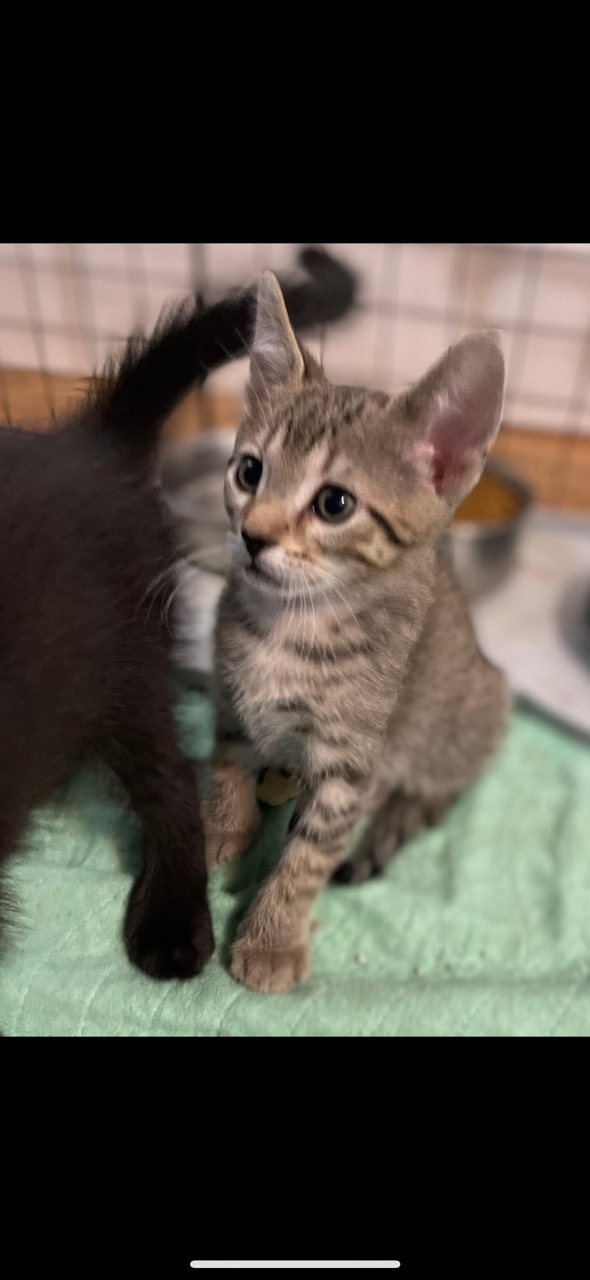 Gaston, Adoptable, Kitten Male Domestic Short Hair.