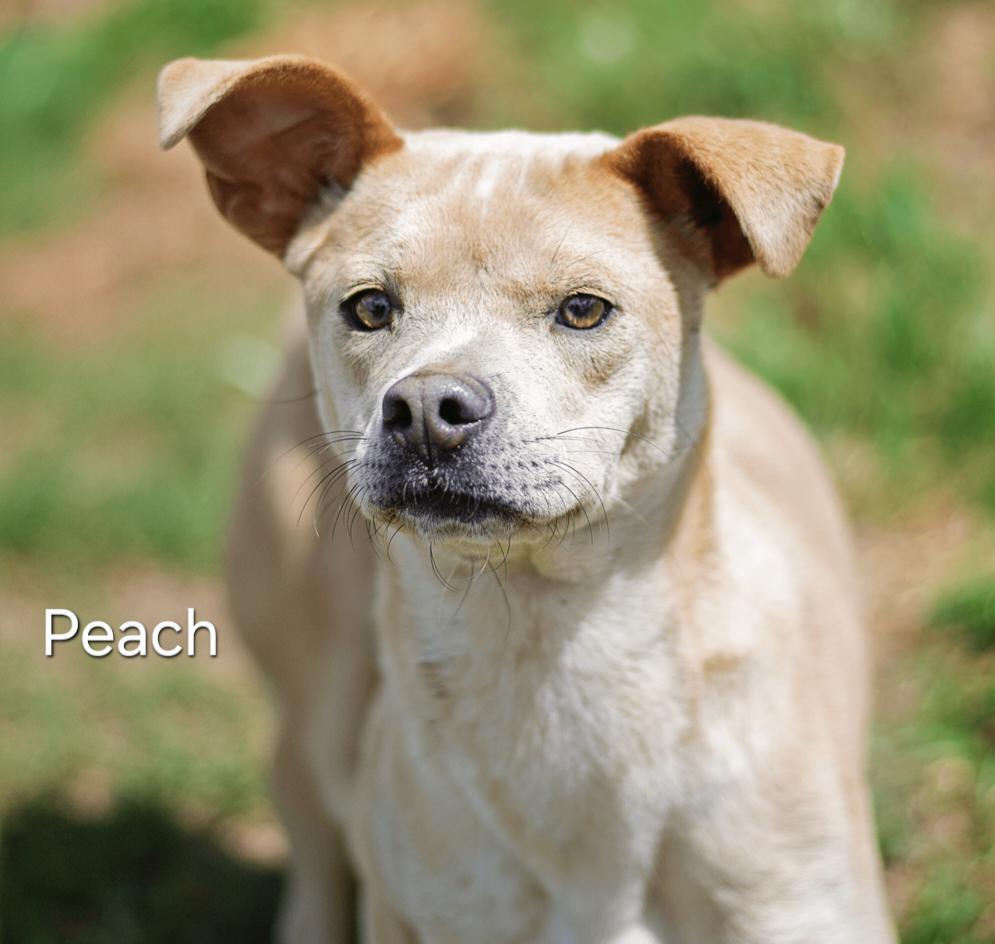 Enlarge Peach, a Adopted mixed breed in Clinton, ME image 1/1