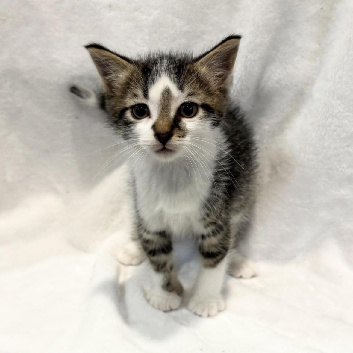 Enlarge PRESTON, an adopted Domestic Short Hair in Tillsonburg, ON image 1/2