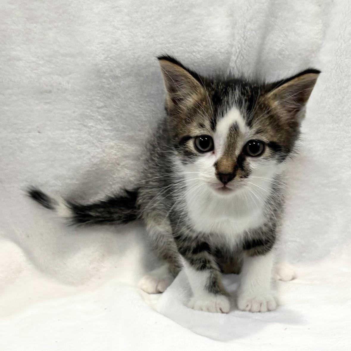 Enlarge PRESTON, an adopted Domestic Short Hair in Tillsonburg, ON image 2/2