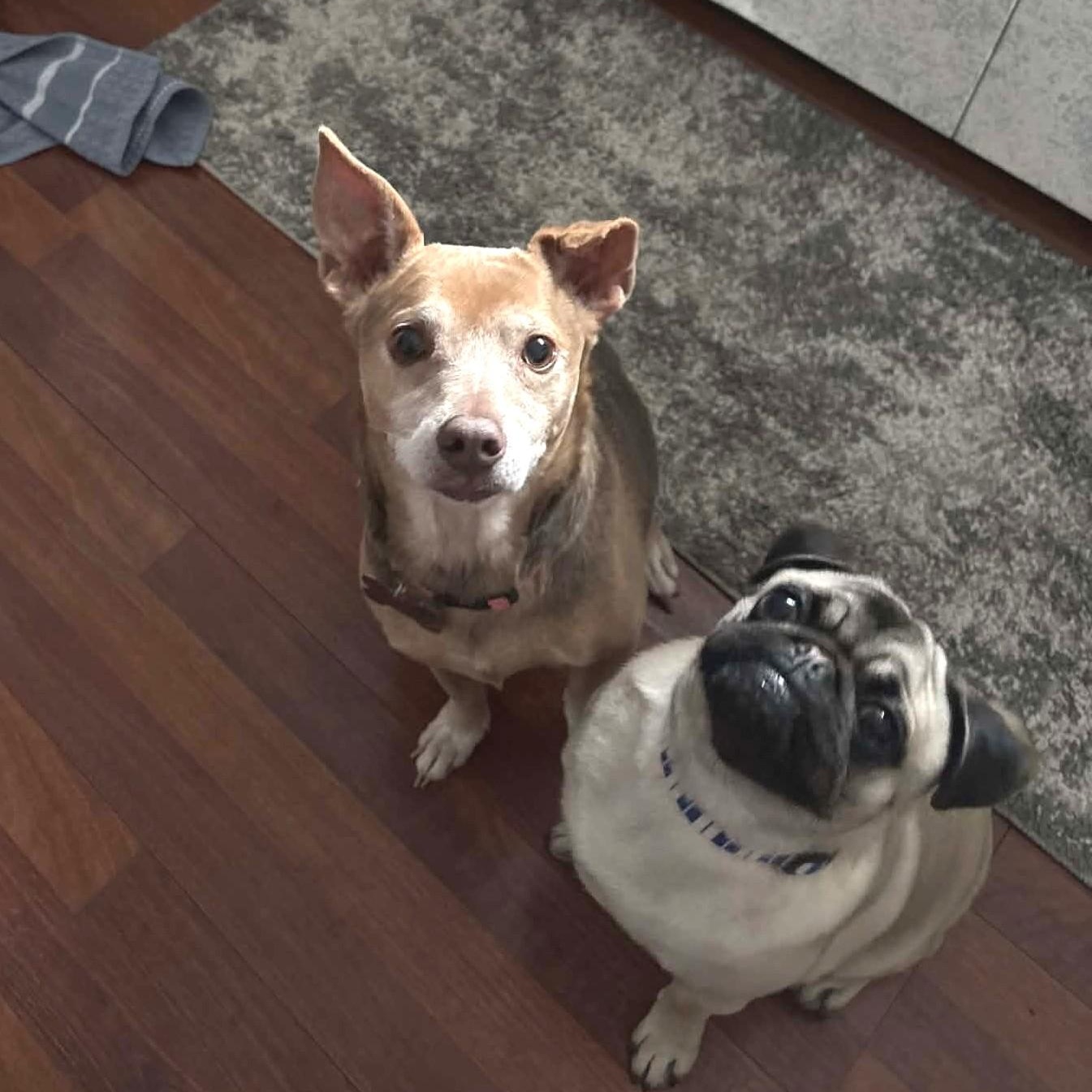 Snow Brite - The Playful Lap Dog — thumbnail 3