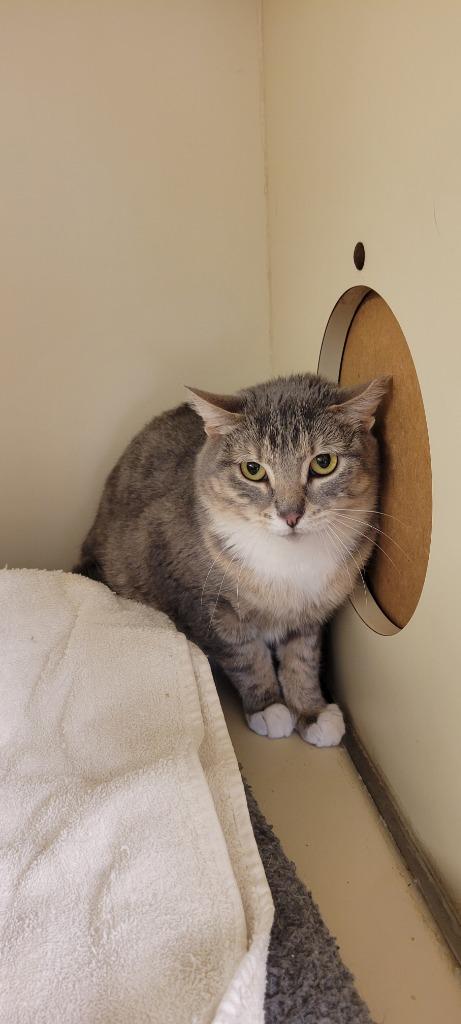 Lisa Paloma, Adoptable, Adult Female Domestic Short Hair.
