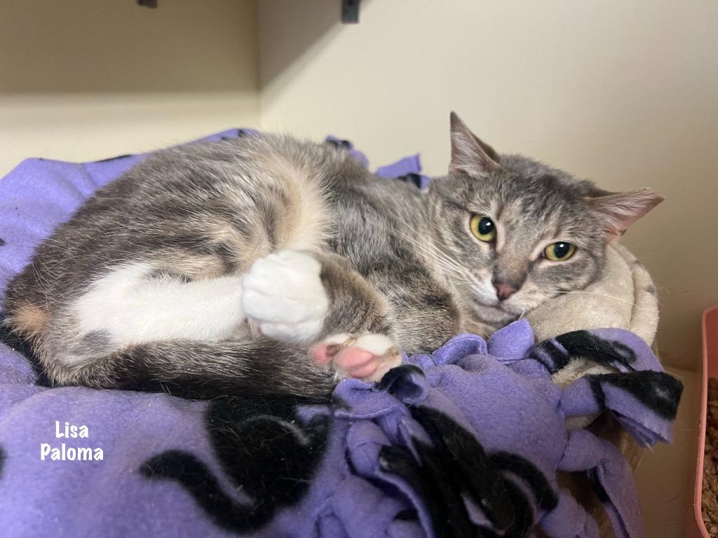 Lisa Paloma, a Adoptable mixed breed in Windsor, CT image 2/2