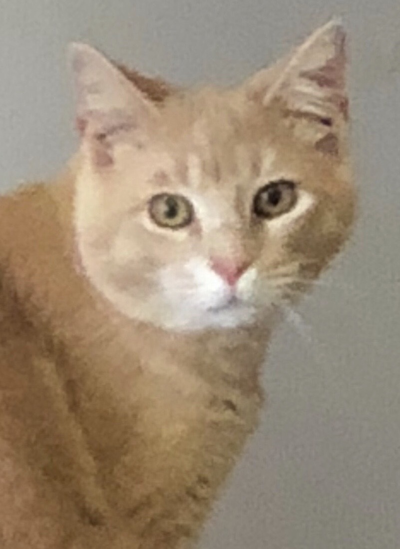 Enlarge Champ, a Adoptable American Shorthair in Dallas, TX image 1/1