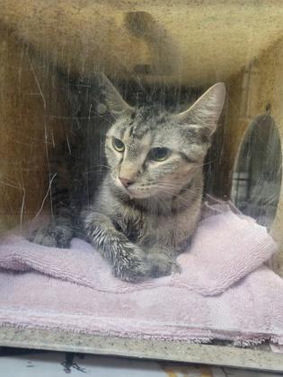 Liona, Adoptable, Adult Female Domestic Short Hair & Domestic Short Hair.