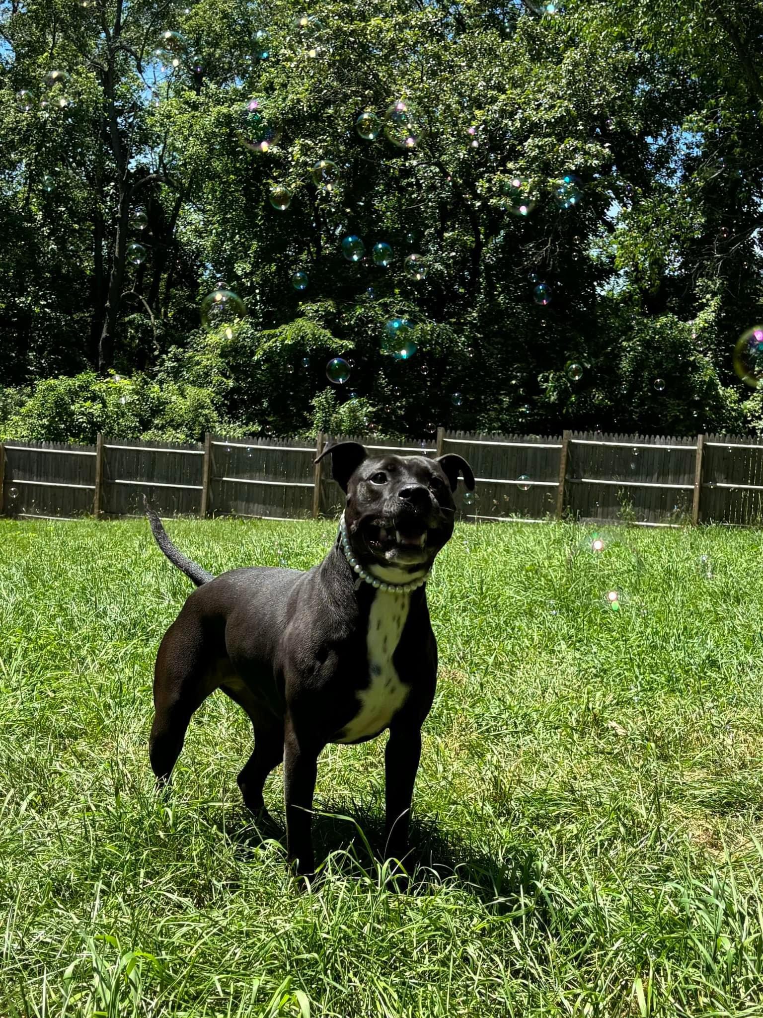 Beatrice, a Adoptable Pit Bull Terrier in Ortonville, MI image 5/5