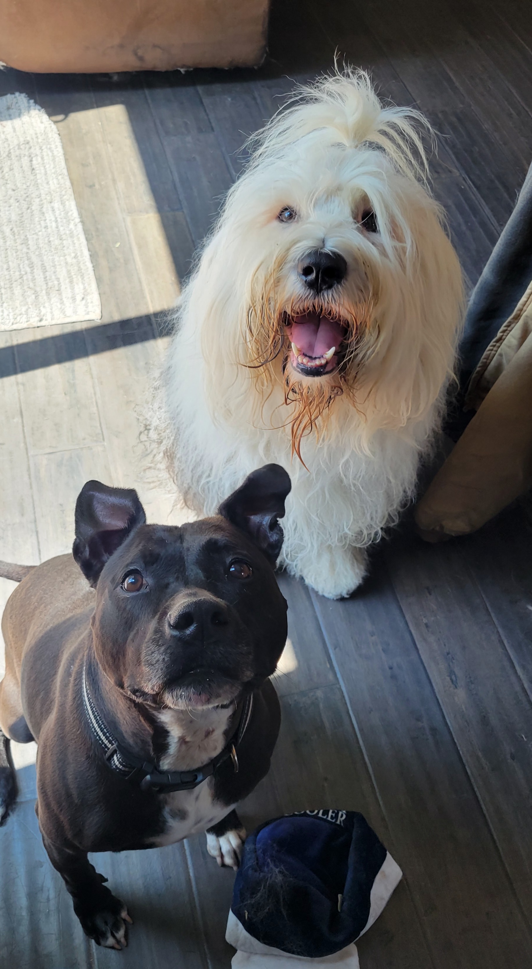 Beatrice, a Adoptable Pit Bull Terrier in Ortonville, MI image 3/5