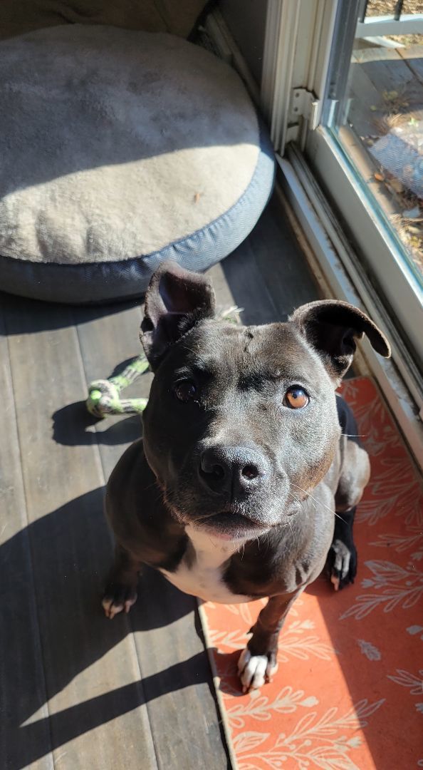 Beatrice, a Adoptable Pit Bull Terrier in Ortonville, MI image 2/5