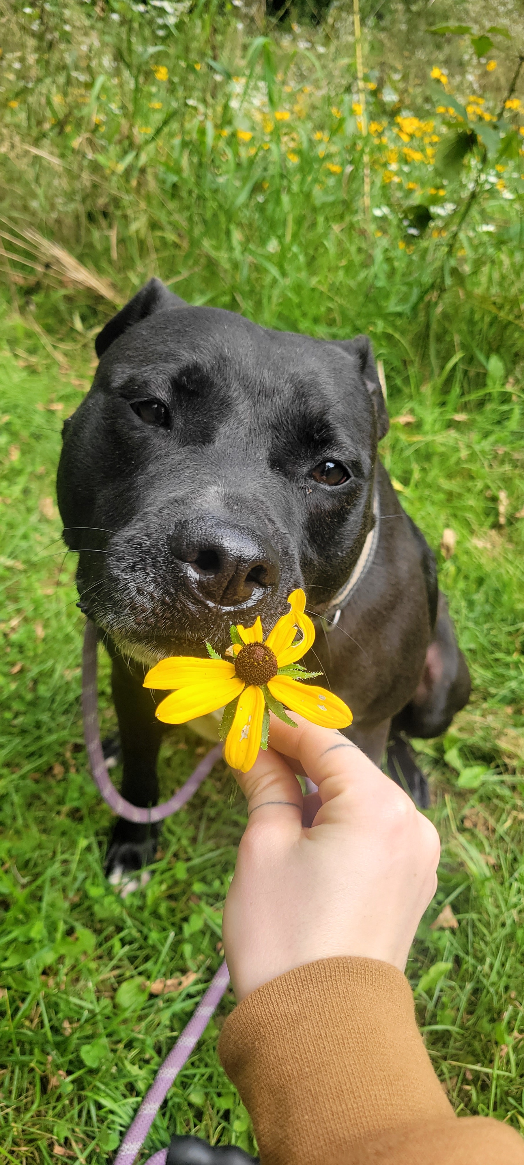 Beatrice, a Adoptable Pit Bull Terrier in Ortonville, MI image 4/5