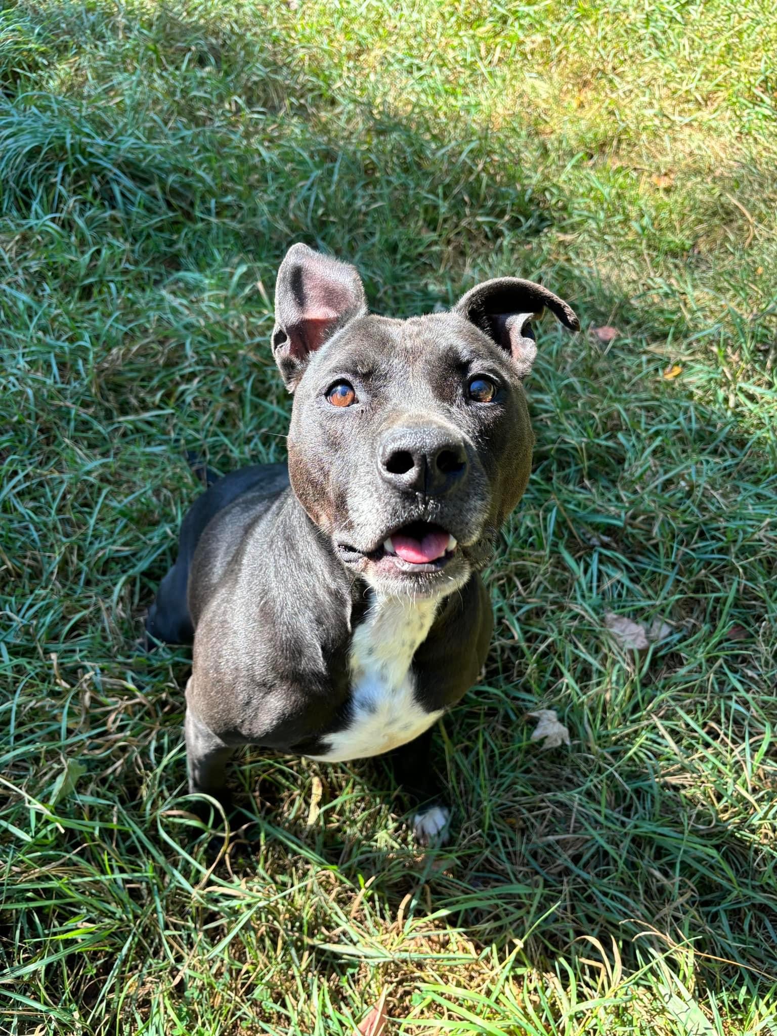 Beatrice, a Adoptable Pit Bull Terrier in Ortonville, MI image 1/5