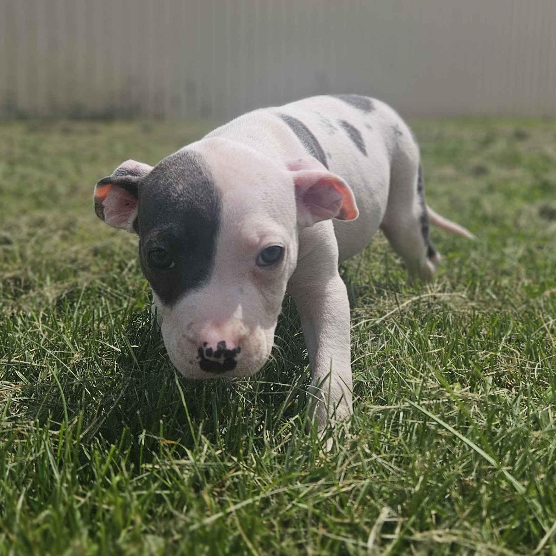 Levi, Baby Male unknown
