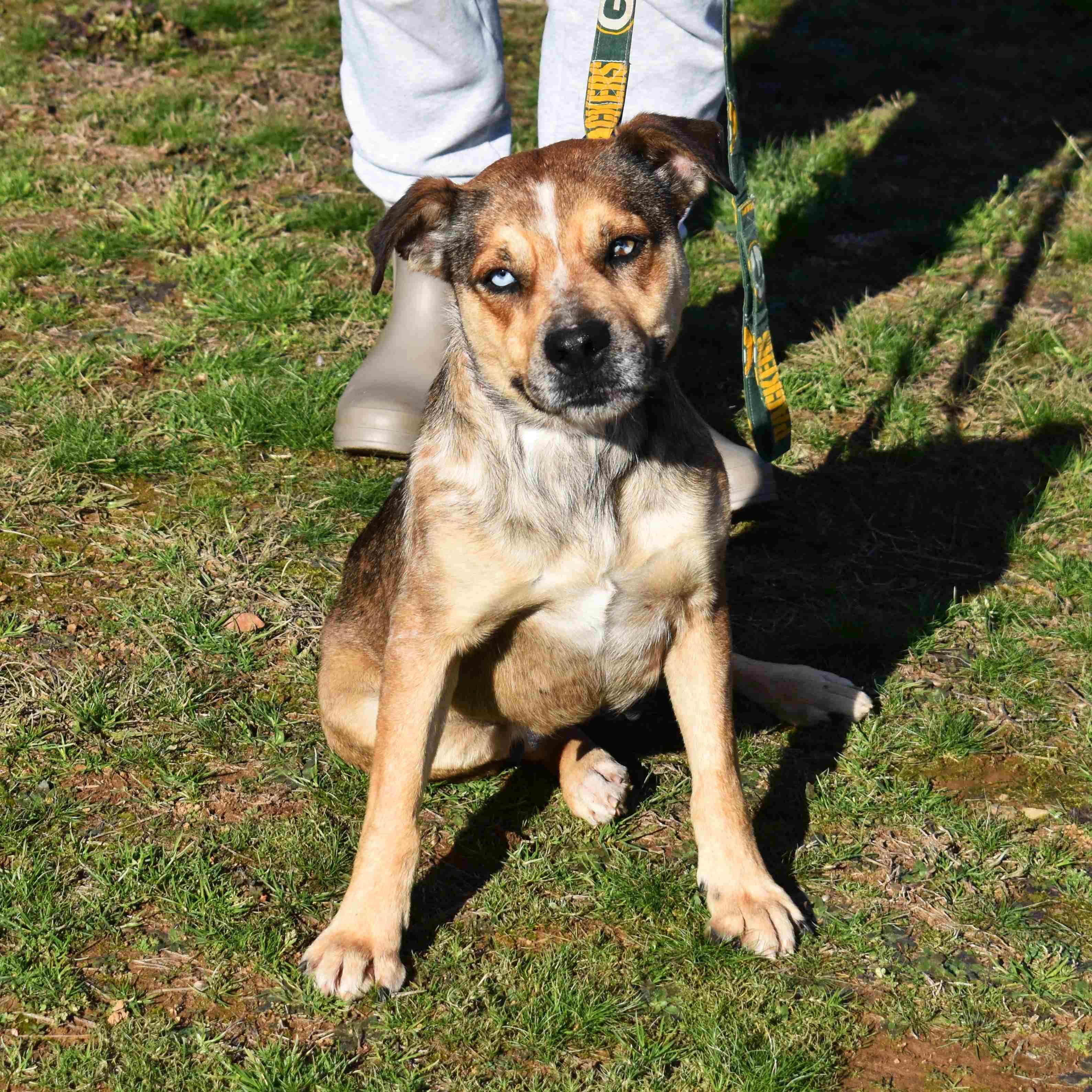 Enlarge Trixie, a ADOPTABLE Mixed Breed in Searcy, AR image 5/6
