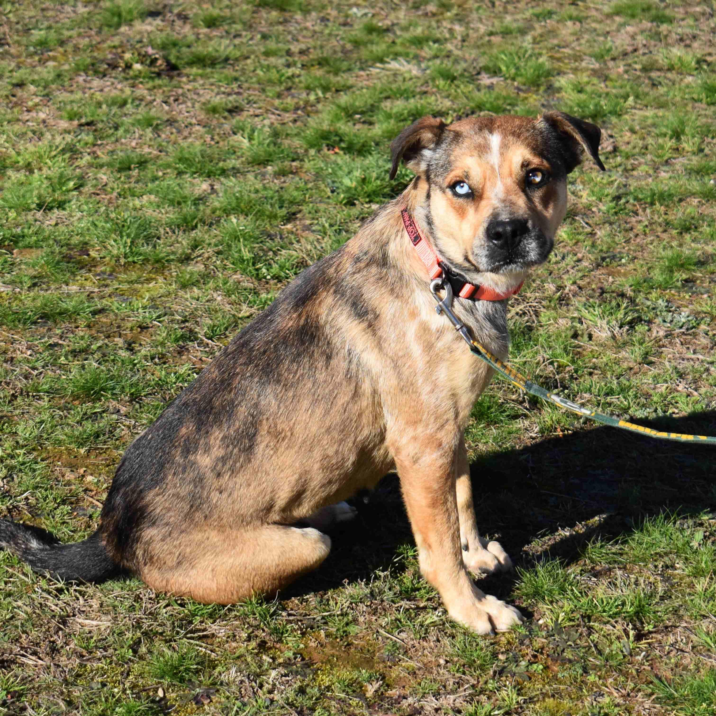 Enlarge Trixie, a ADOPTABLE Mixed Breed in Searcy, AR image 2/6