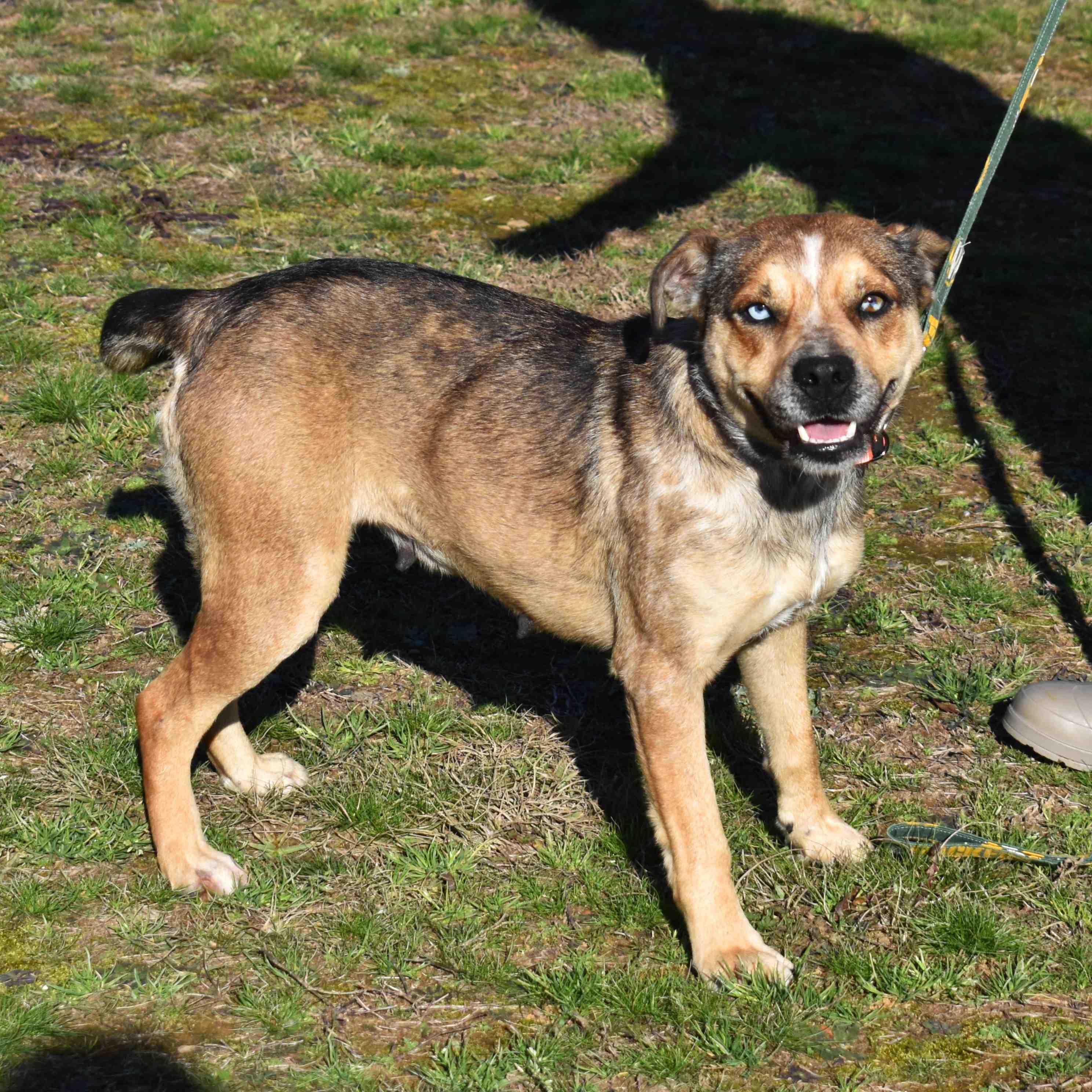 Enlarge Trixie, a ADOPTABLE Mixed Breed in Searcy, AR image 4/6