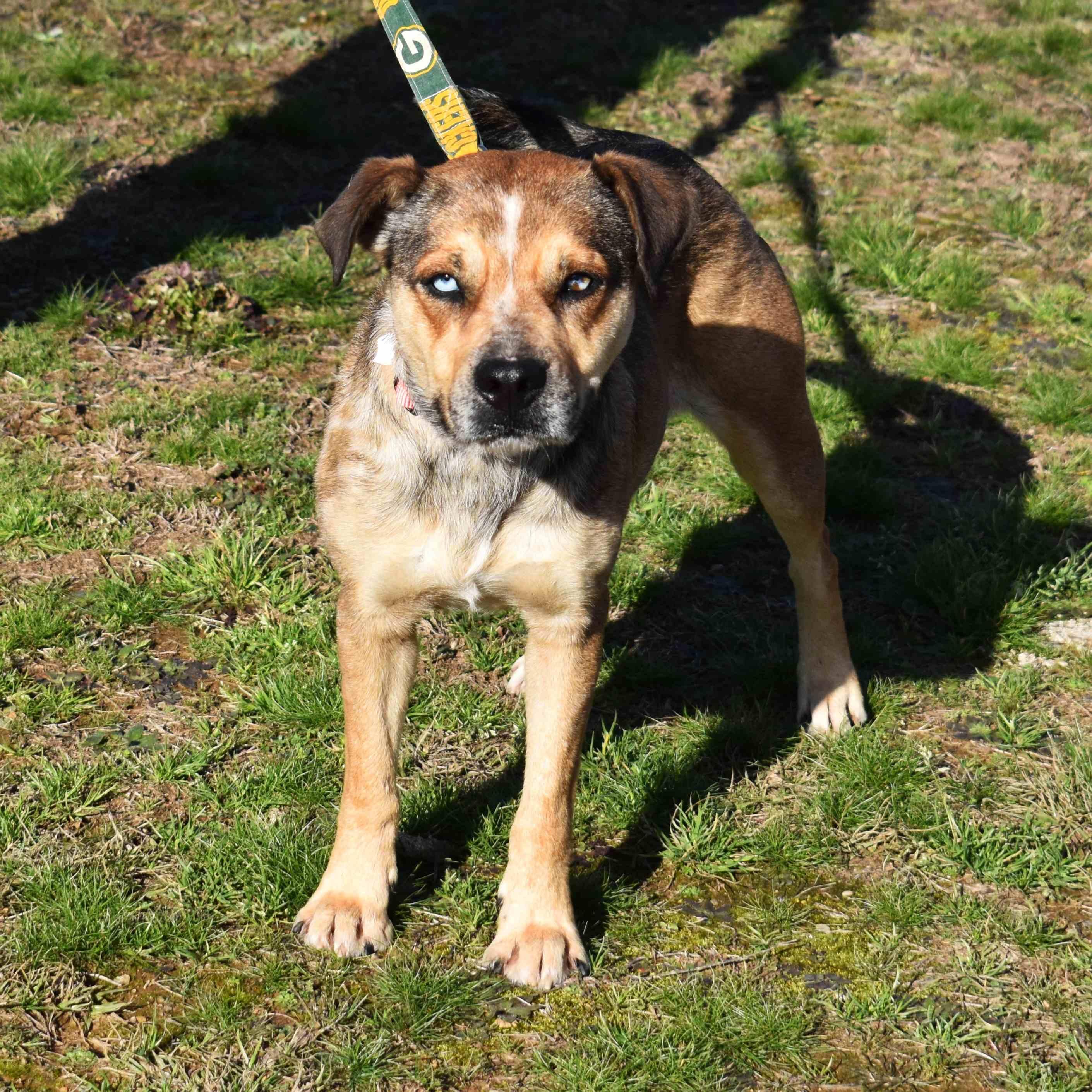Enlarge Trixie, a ADOPTABLE Mixed Breed in Searcy, AR image 1/6
