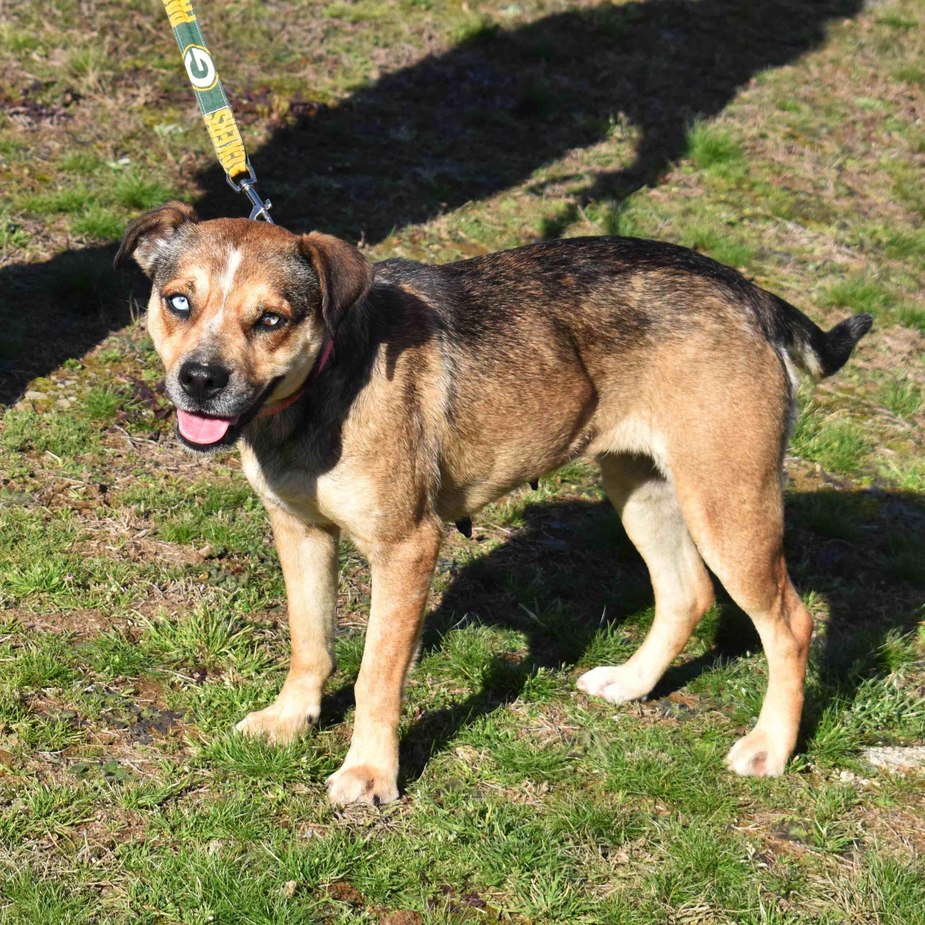 Enlarge Trixie, a ADOPTABLE Mixed Breed in Searcy, AR image 6/6