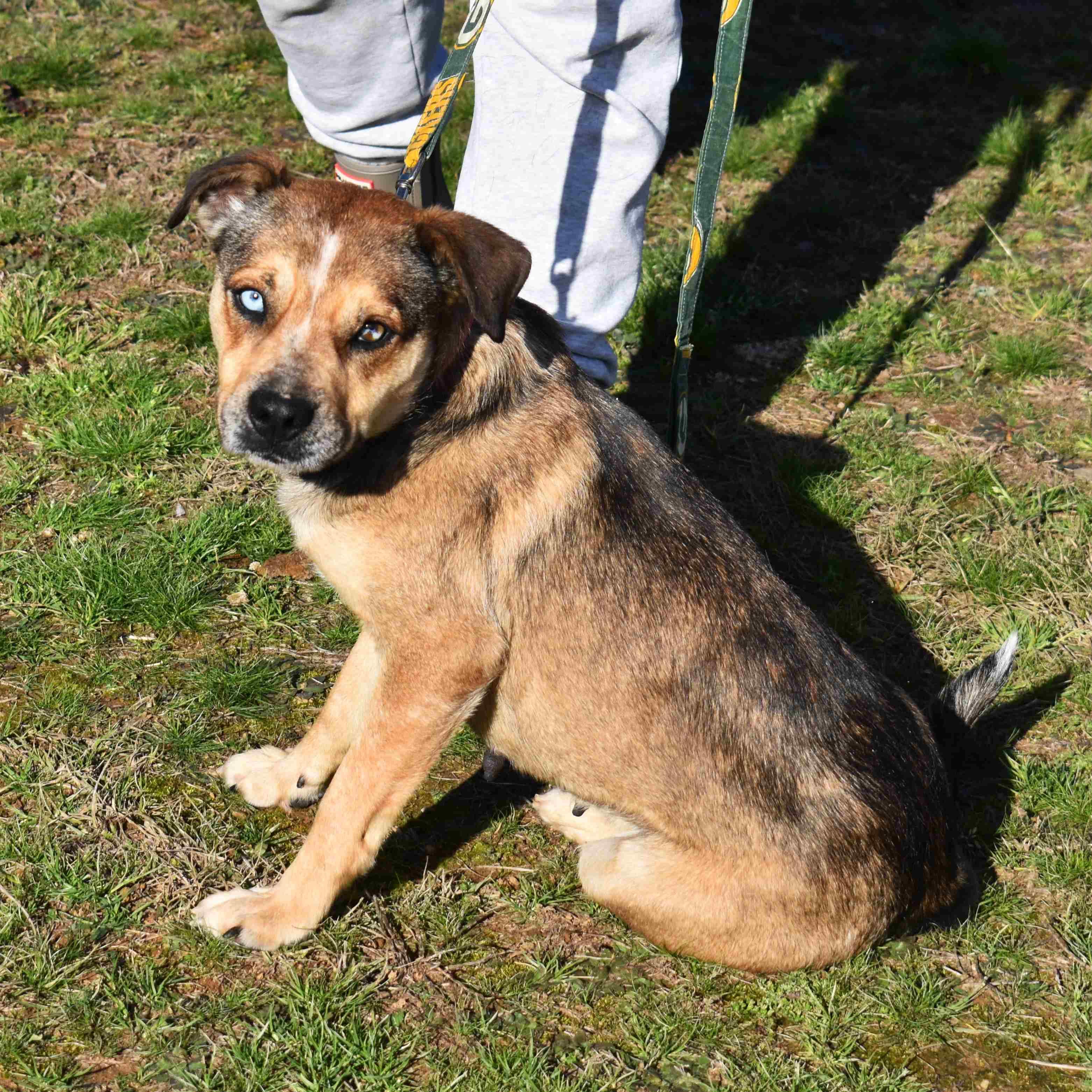 Enlarge Trixie, a ADOPTABLE Mixed Breed in Searcy, AR image 3/6