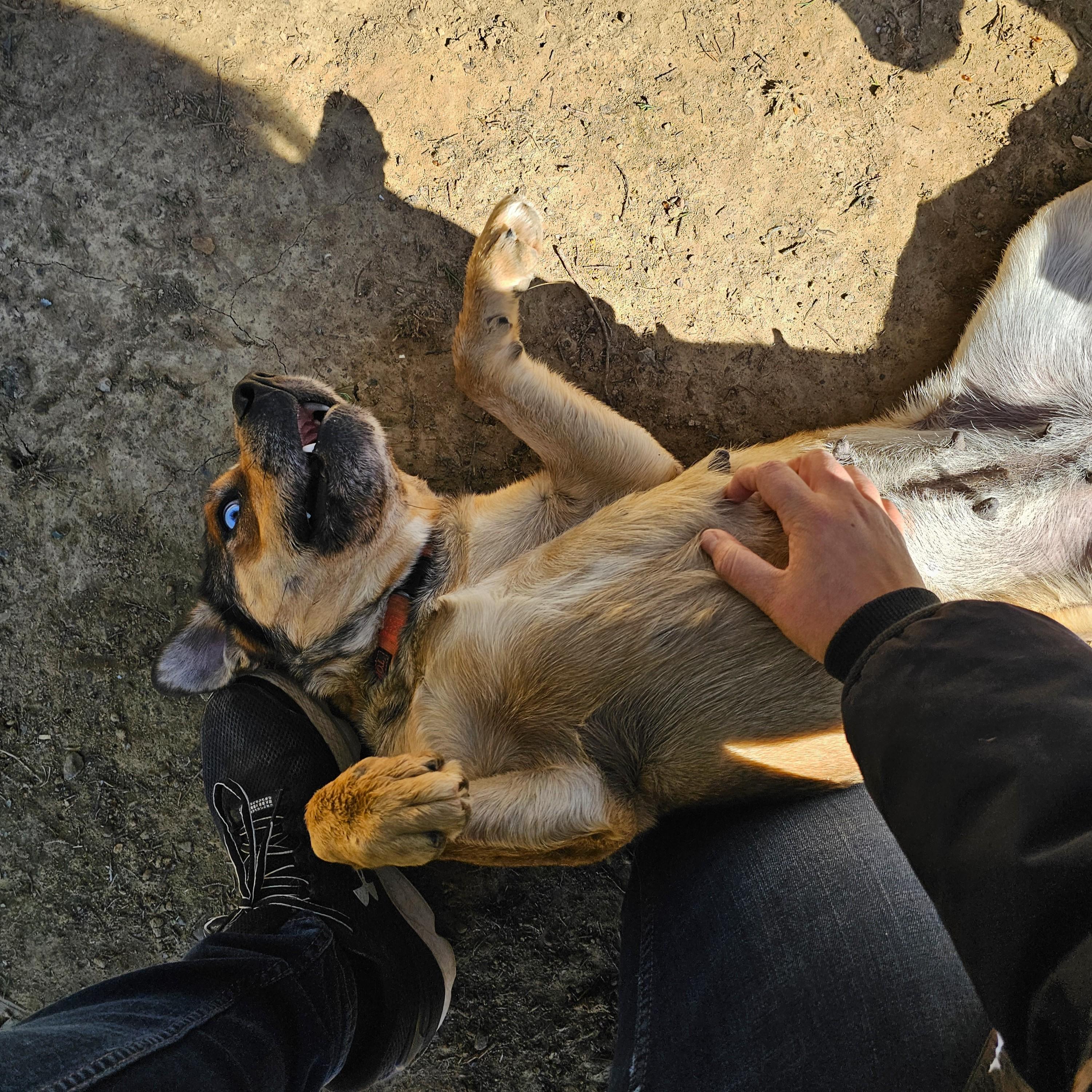Trixie, a ADOPTABLE Mixed Breed in Searcy, AR image 2/6