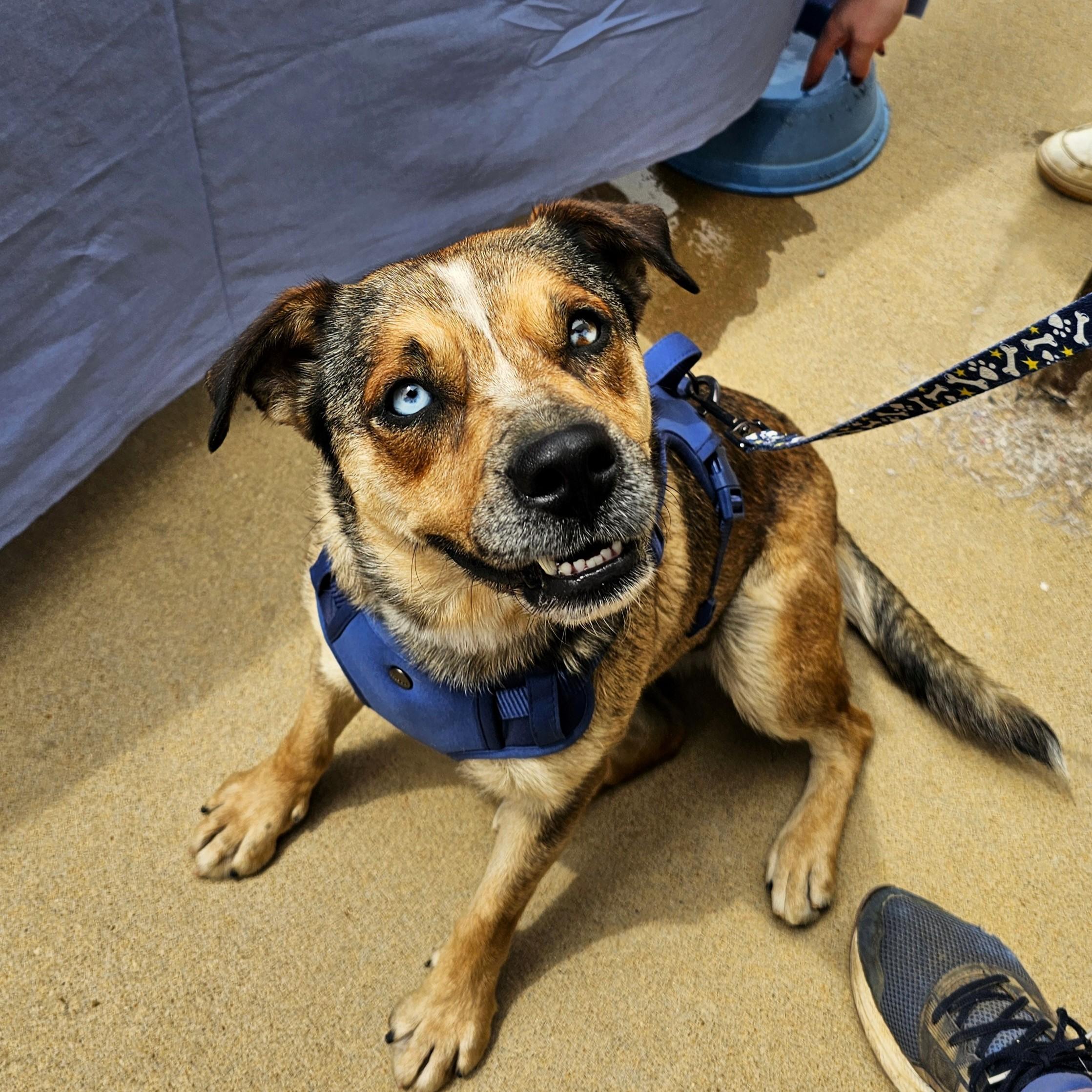 Trixie, ADOPTABLE, Adult Female Mixed Breed.