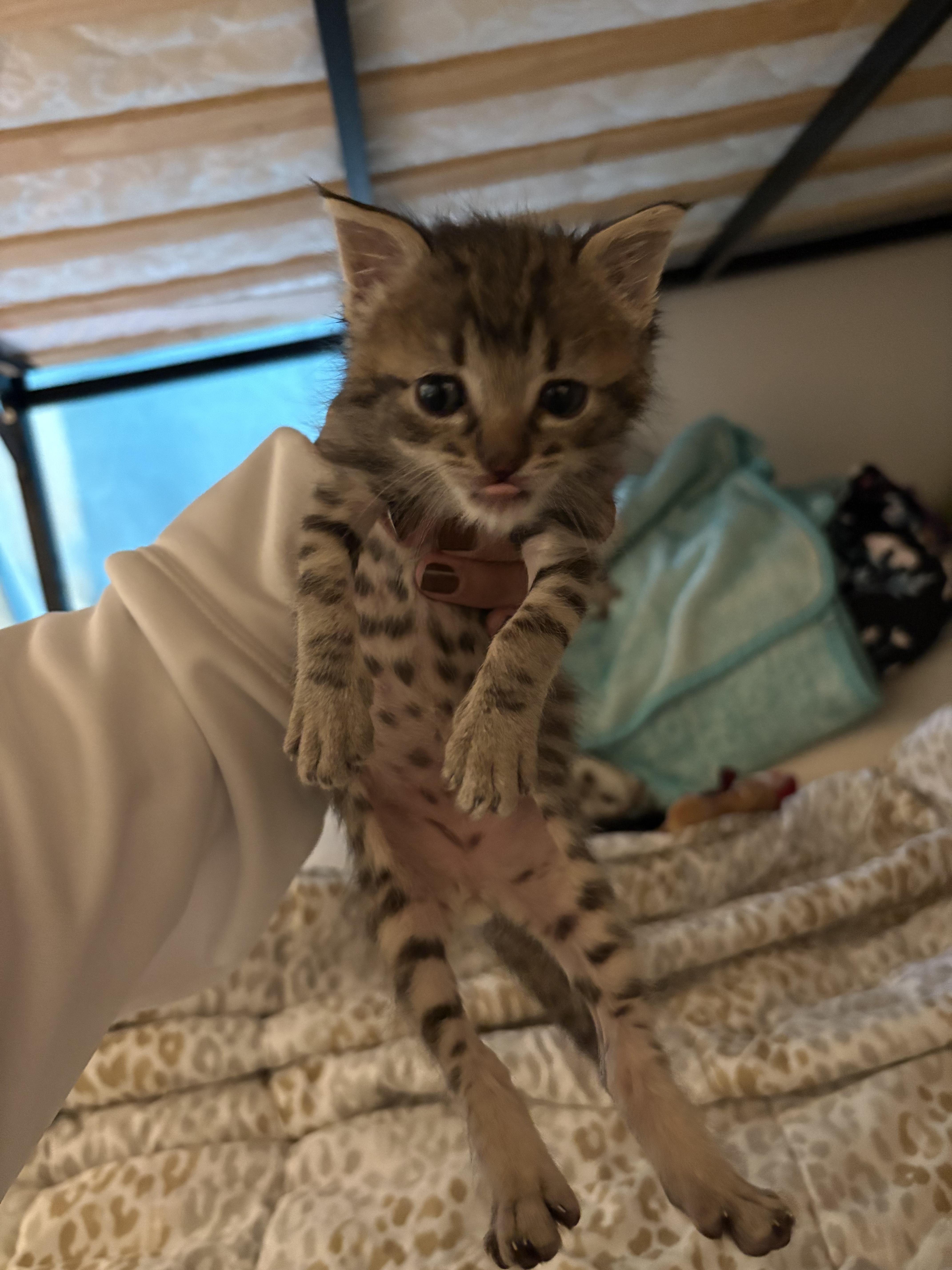 Timmy — thumbnail 3