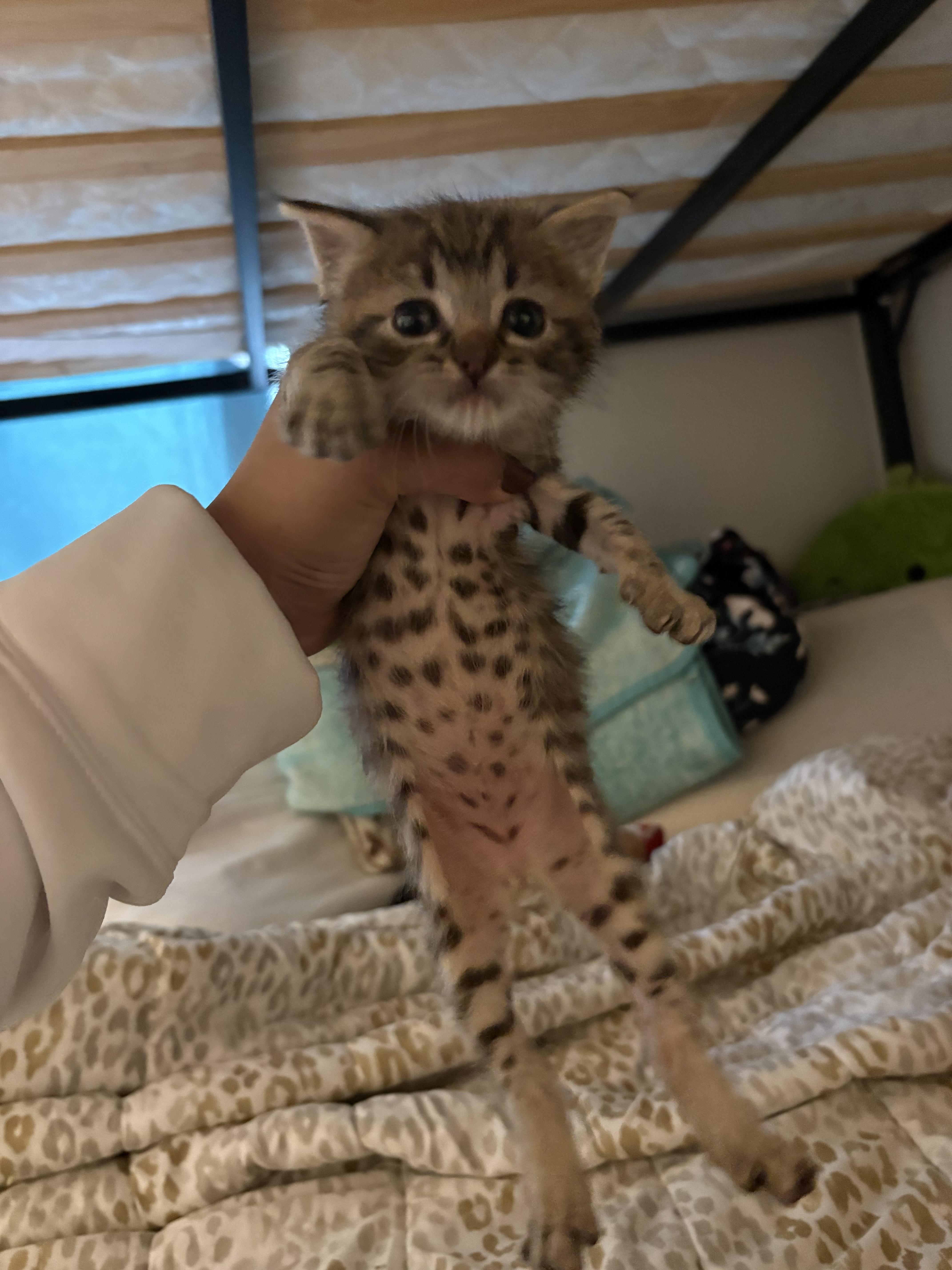 Timmy — thumbnail 4