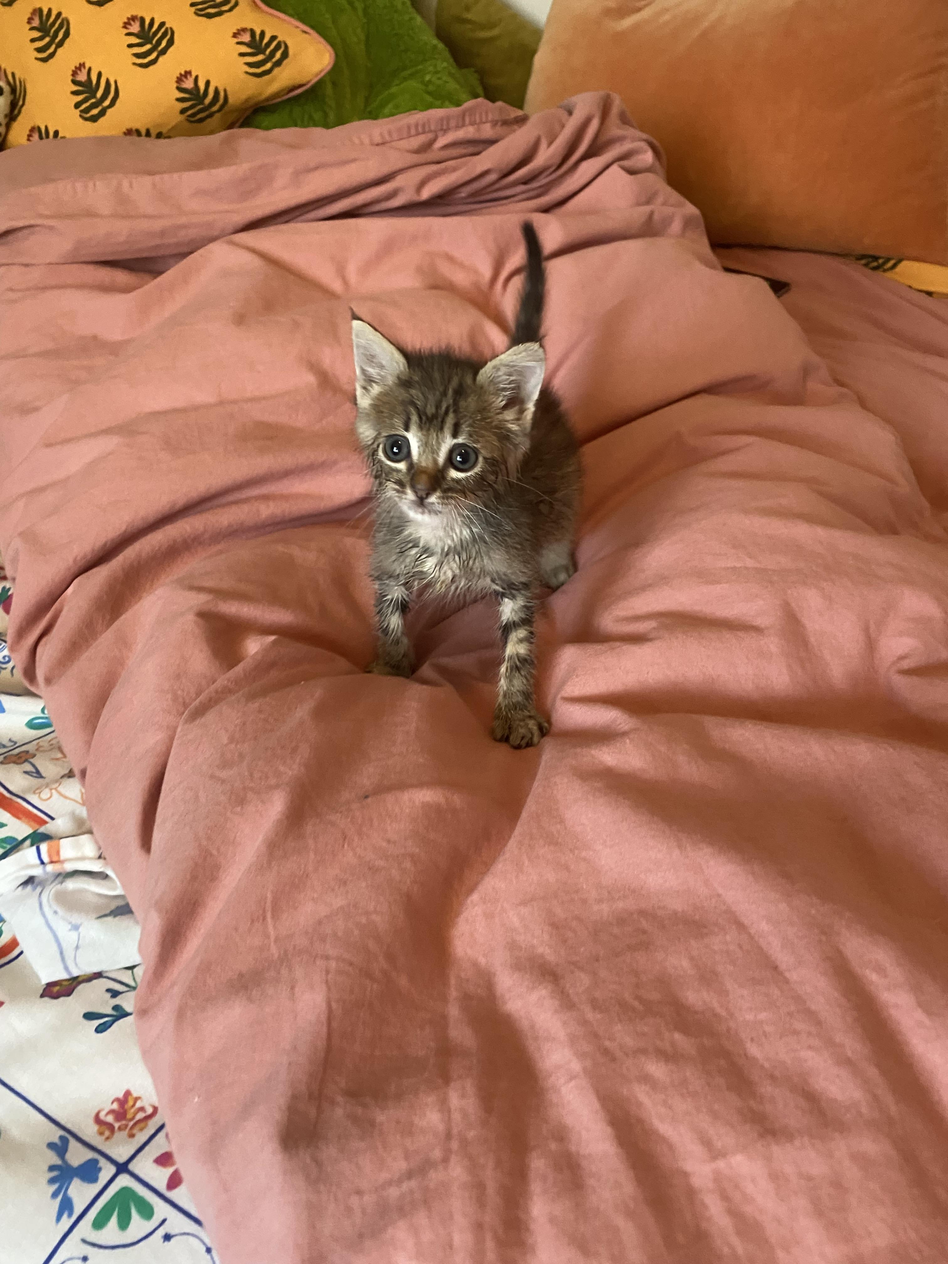 Timmy — thumbnail 5