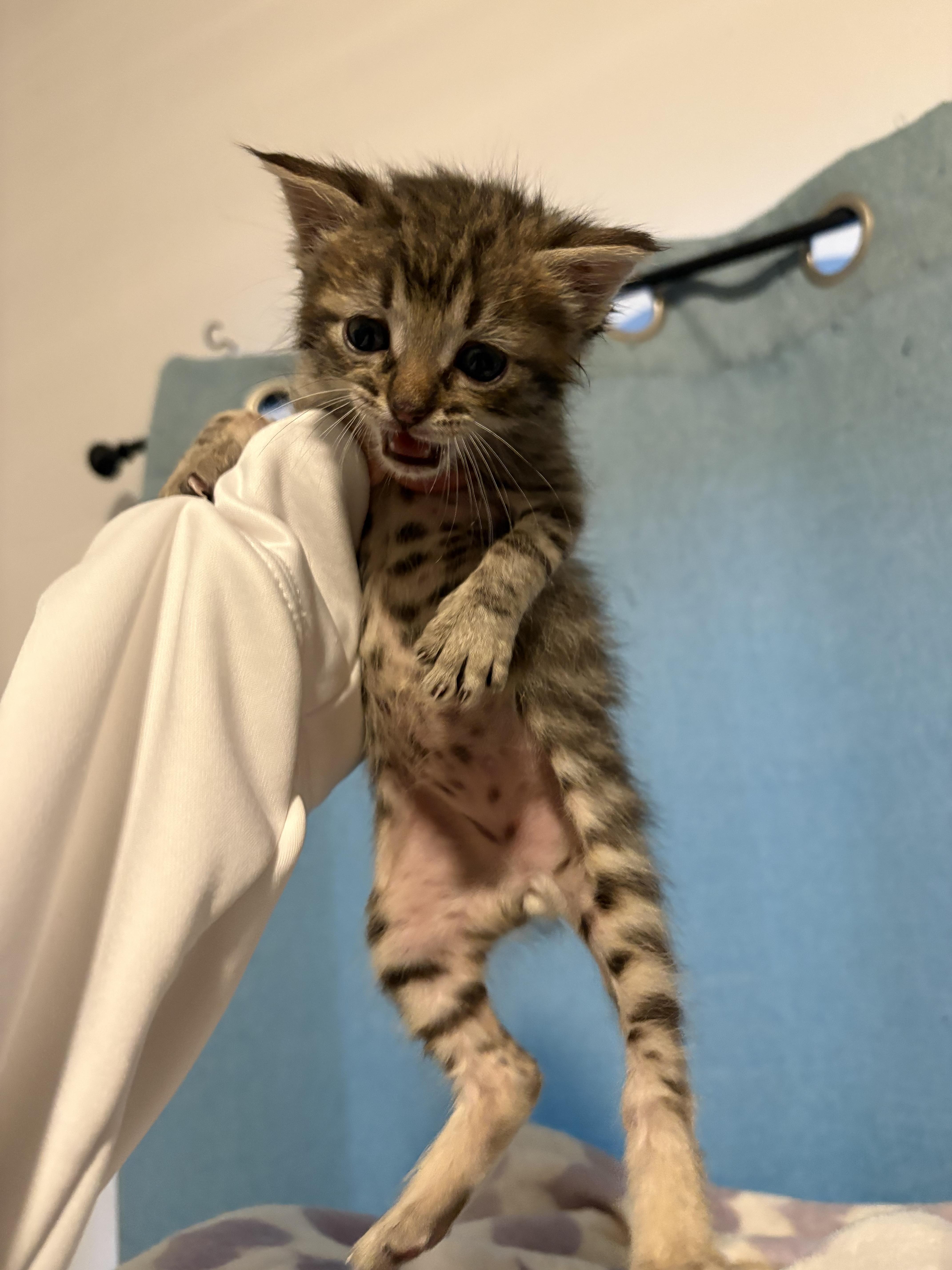 Timmy — thumbnail 6