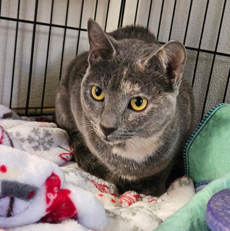 Enlarge Tia, a ADOPTABLE mixed breed in Lumberton, NC image 2/3