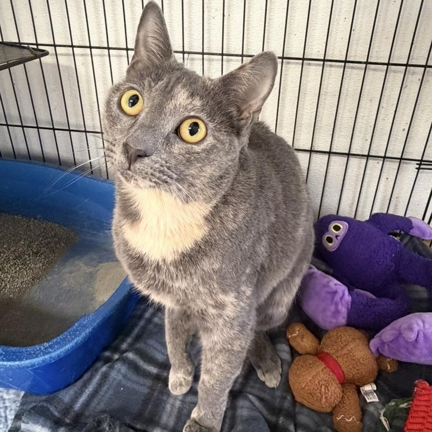 Enlarge Tia, a ADOPTABLE mixed breed in Lumberton, NC image 3/3