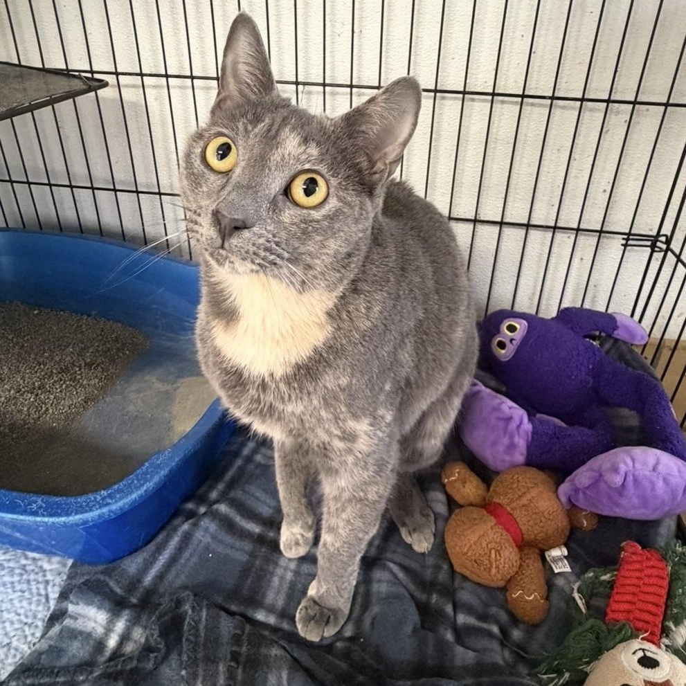 Enlarge Tia, a ADOPTABLE mixed breed in Lumberton, NC image 1/3