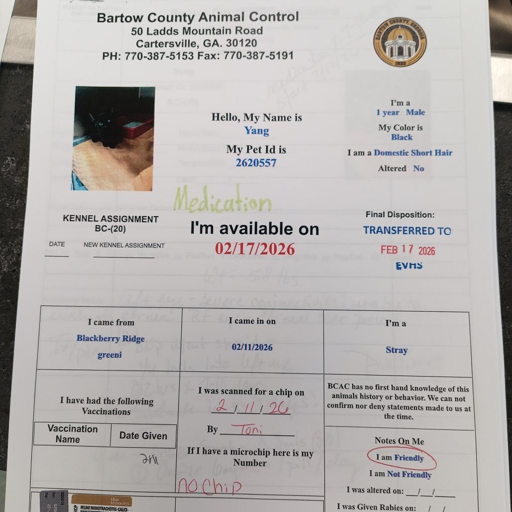 Enlarge Yang, a Adoptable mixed breed in Atlanta, GA image 1/6