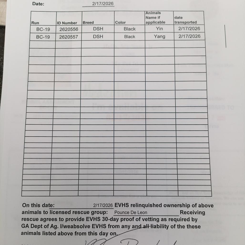 Enlarge Yang, a Adoptable mixed breed in Atlanta, GA image 2/6