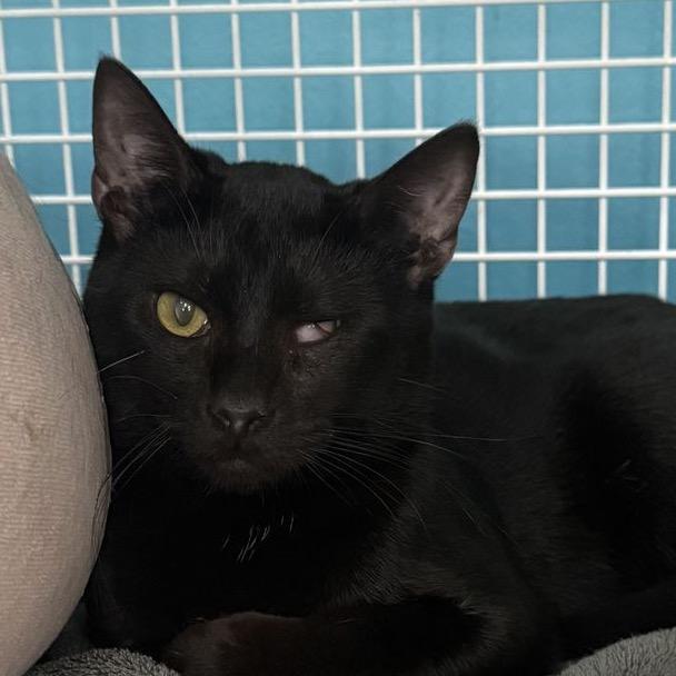 Enlarge Yang, a Adoptable mixed breed in Atlanta, GA image 3/6