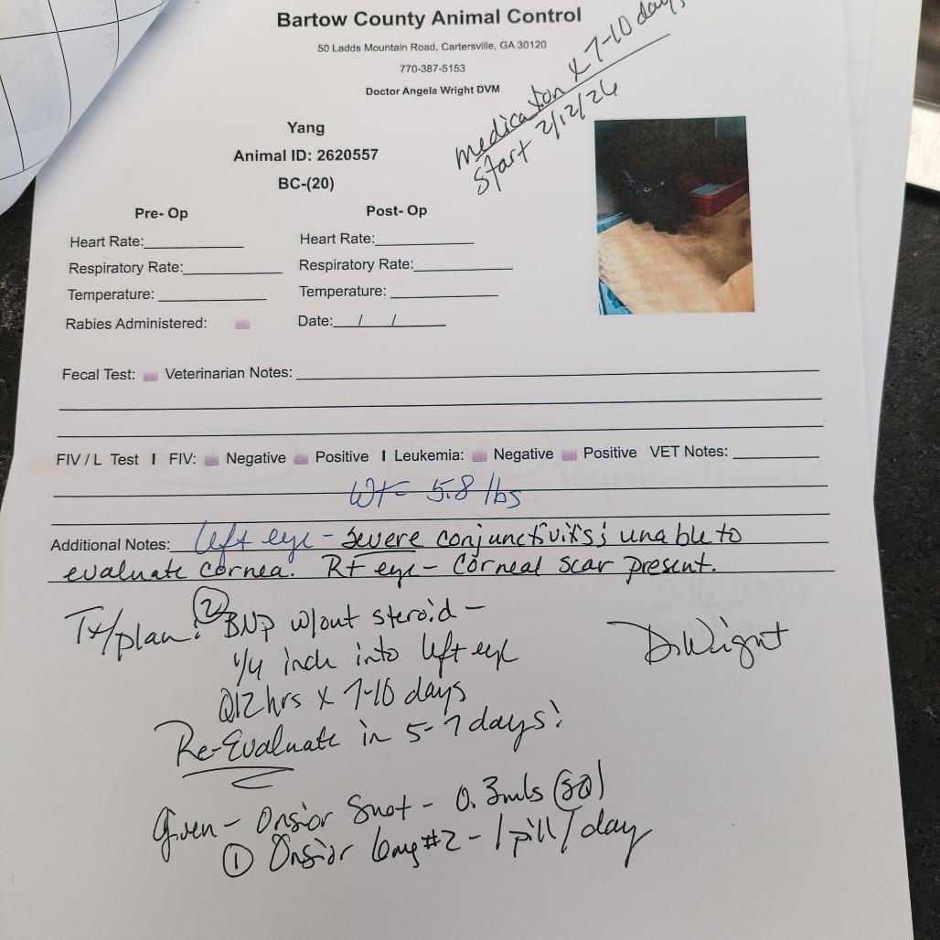 Enlarge Yang, a Adoptable mixed breed in Atlanta, GA image 4/6