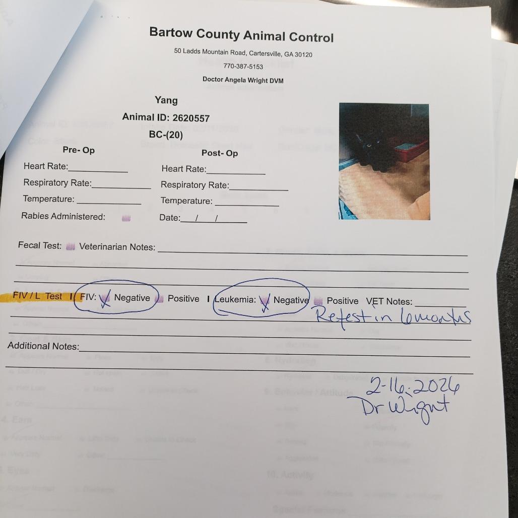 Enlarge Yang, a Adoptable mixed breed in Atlanta, GA image 5/6