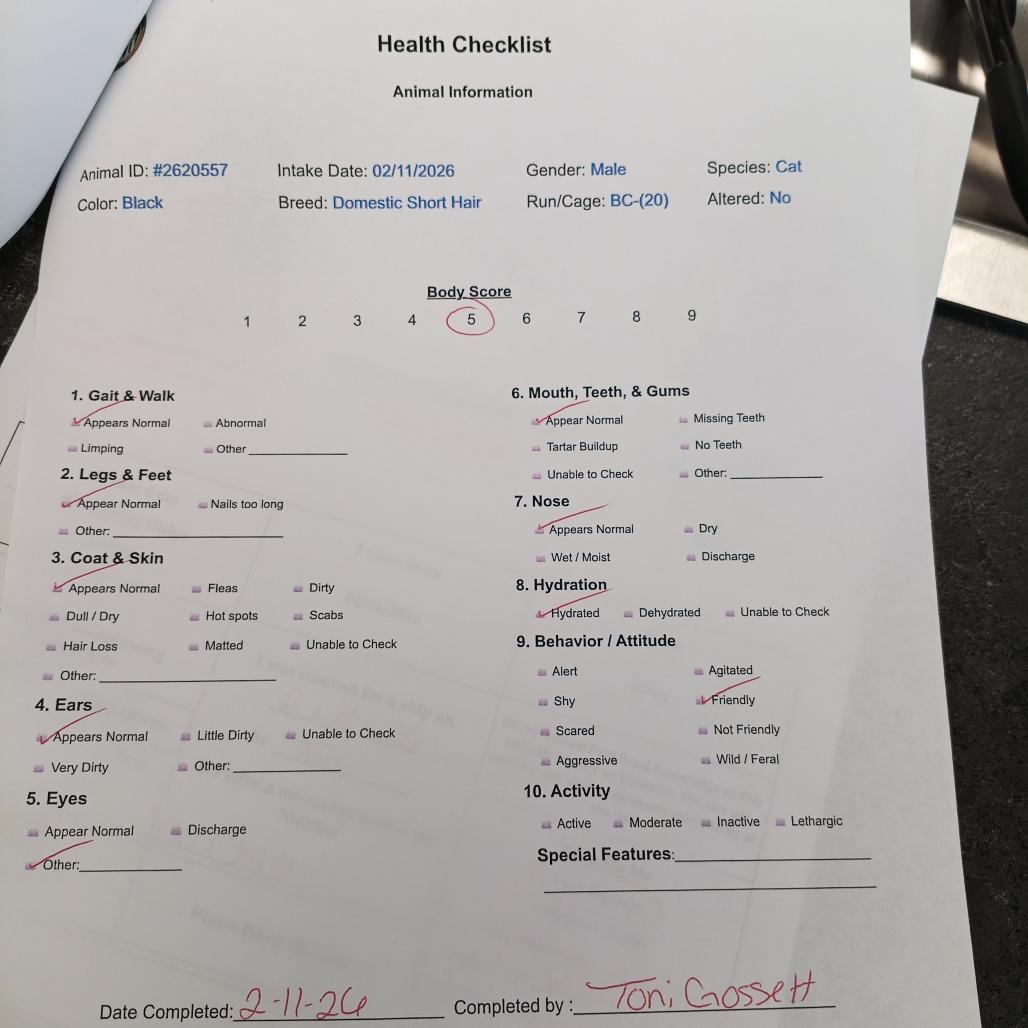 Enlarge Yang, a Adoptable mixed breed in Atlanta, GA image 6/6