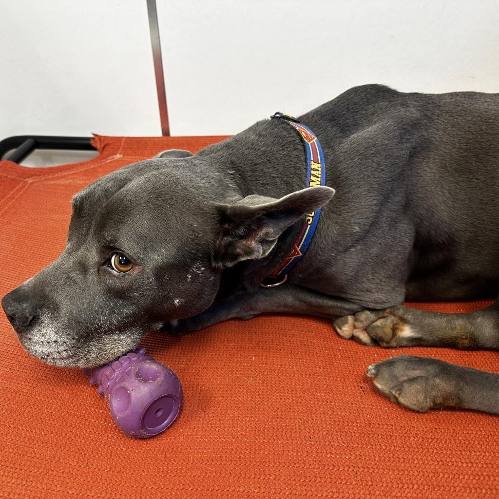 Superman — thumbnail 5