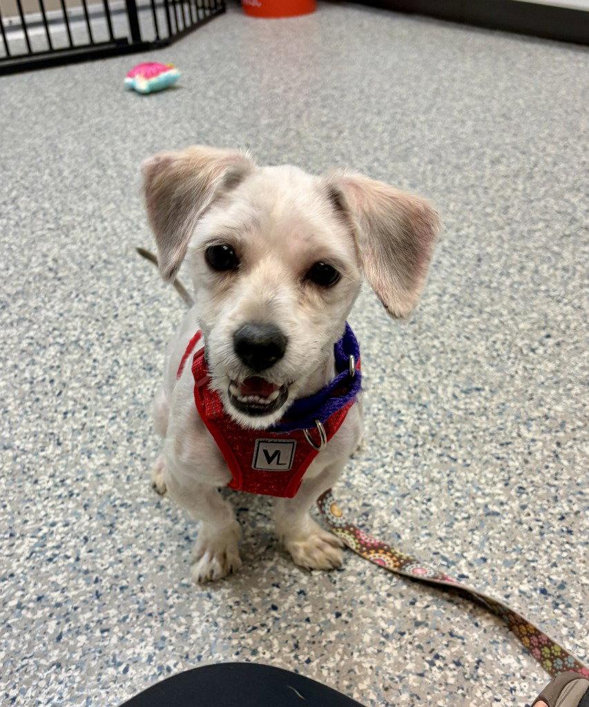 Meeko, Adoptable, Young Male Shih Tzu & Lhasa Apso.