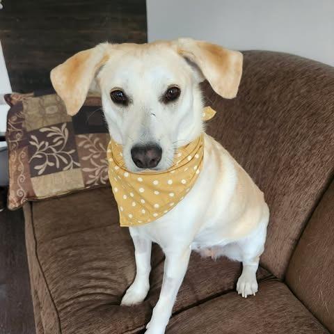Enlarge Momma Sophie, a Adoptable Mixed Breed in Calgary, AB image 2/6