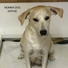 Enlarge Momma Sophie, a Adoptable Mixed Breed in Calgary, AB image 5/6